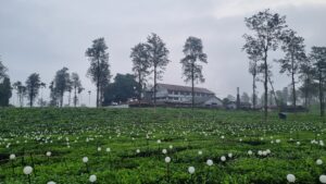 chellotte tea factory